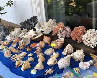 Collection of shells and coral