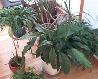 House Plants II