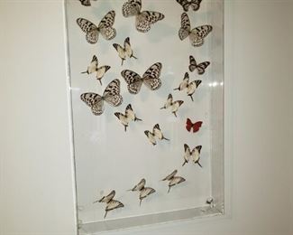 Real butterflies captured in 3-D glass case.