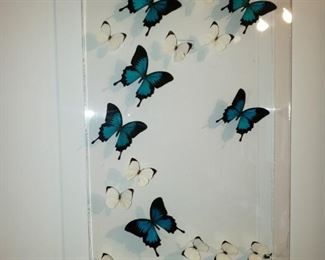 More butterflies.