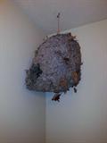 Hornets Nest! Every home should have one!