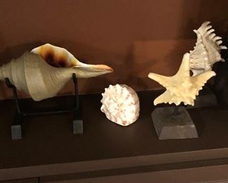 Close up of shells