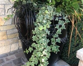 Large pots with plants. Sold as a pair