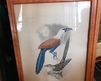 Titian Ramsey Peale  bird hand colored engravings c. 1858  set of  4