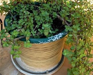 Sm Plant/Planter 222	