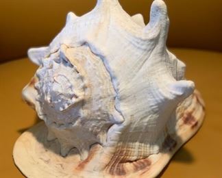 Large Shell 8 x 11in