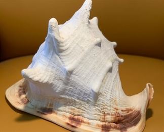 Large Shell 8 x 11in