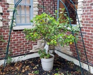 Garden trellis