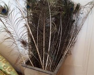 Peacock feathers