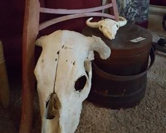 Cow skull