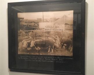 Vintage Livestock photograph, fort worth Stockyards