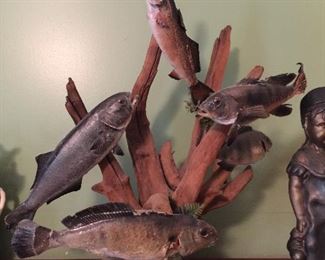 fish taxidermy