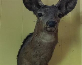 buck taxidermy