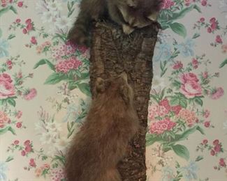 raccoon taxidermy