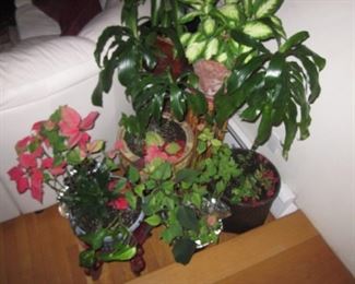Plants