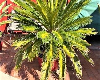 Outdoor Potted Sago Palm