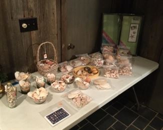 Sea shell collection