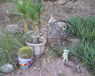 cactus for sale barrell