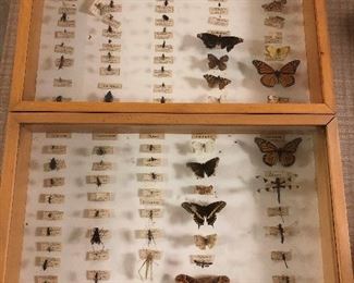 Two of the three insect collections to be sold.