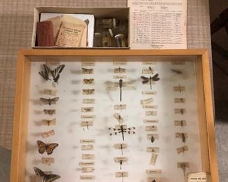 Insect collection.