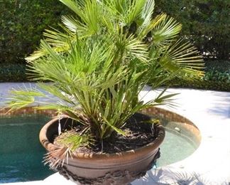 LARGE PLANTER  - WITH PALM - PAIR OR DIVIDE