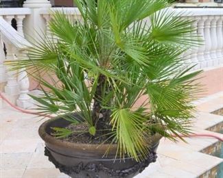POTTED PALM - ONE OF A PAIR