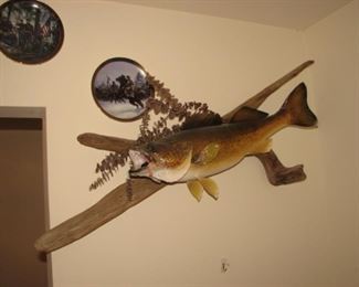 Taxidermy Fish mount