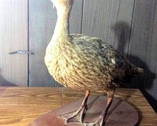 HMT200 Taxidermy Duck 