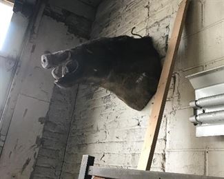 Taxidermy including a wild boar there is also a bear cub head and deer