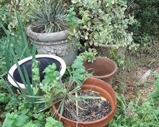 More glorious plants