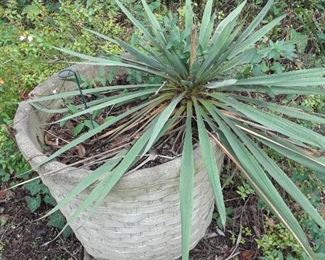 Matching planter and plant