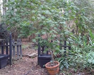 Japanese maple in pot