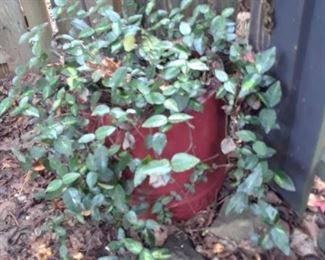 Decorative plant with flowing tendrils