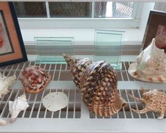 Large Sea Shells Pacific Triton, Large Horned Queen Helmet Conch