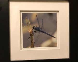 dragonfly "Lace" by Margaret Lualdi