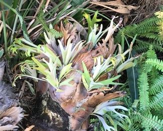 Staghorn Plants :) 
