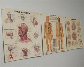 Anatomical charts