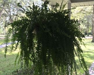 Two large ferns 