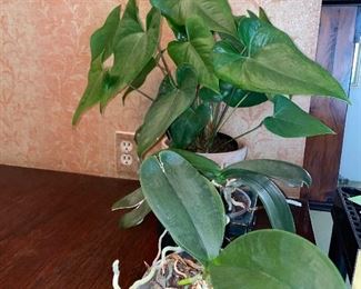 INDOOR LIVE PLANTS