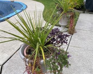 OUTDOOR PLANTS