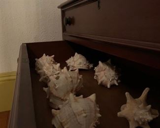 Shell Collection