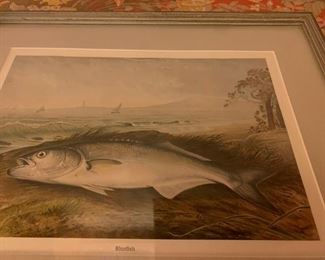 Bluefish, Lithograph