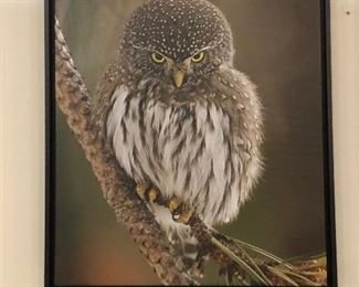 Owl photo 