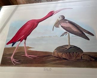 Audubon print