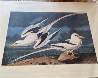 Audubon print