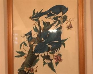 Vintage Framed JJ Audubon print of Blue Jays/Corvus Cristatus/William H. Coverdale