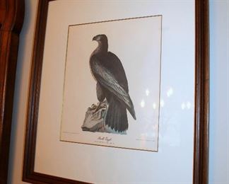 Framed bird prints