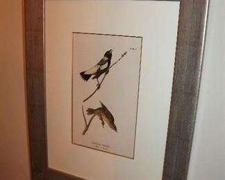 Framed bird prints