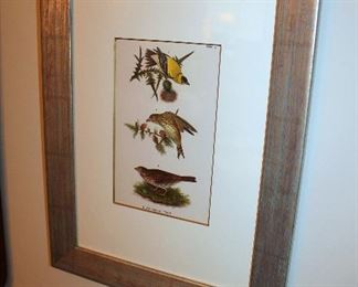 Framed bird prints