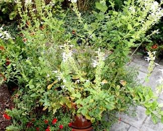 Potted plants